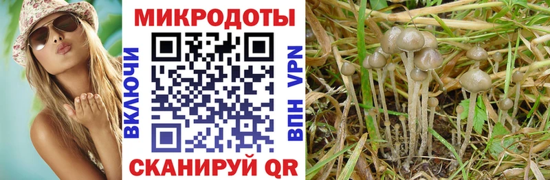 Купить закладки  Куртамыш  Галлюциногенные грибы Magic Shrooms 